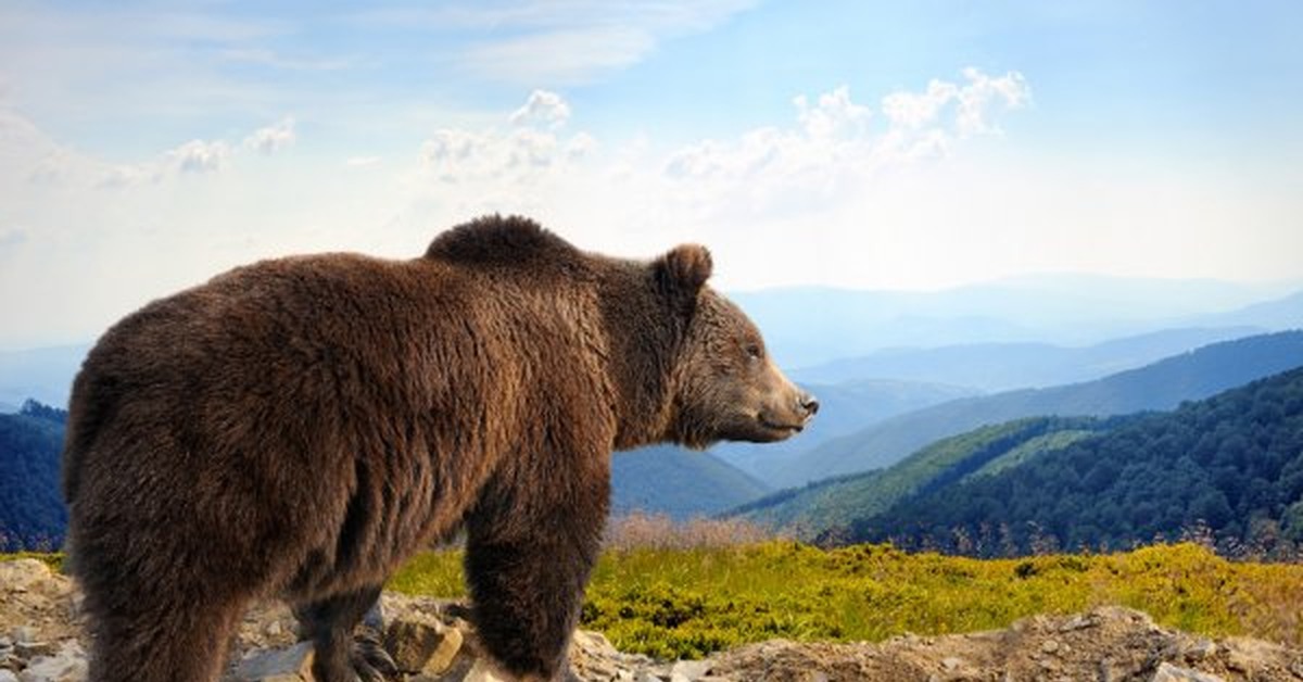 Bear hand. Апеннинский бурый медведь. Северная Америка медведь Гризли. Гризли Архыз. Гобийский бурый медведь.