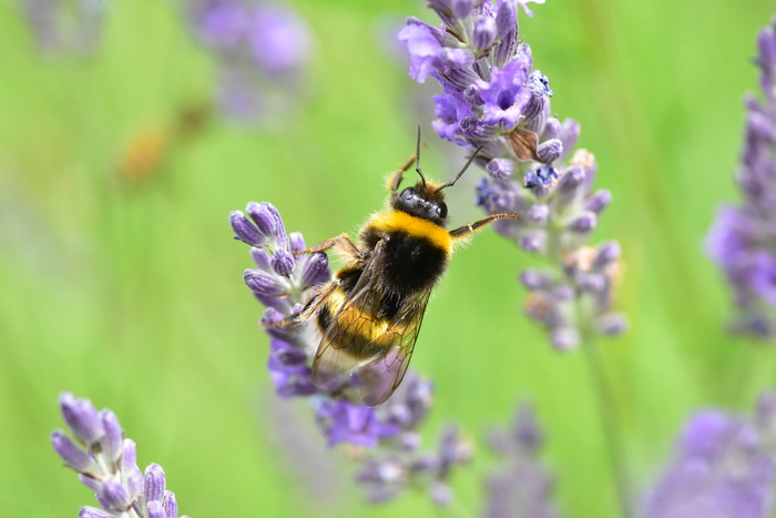Шмель на лаванде