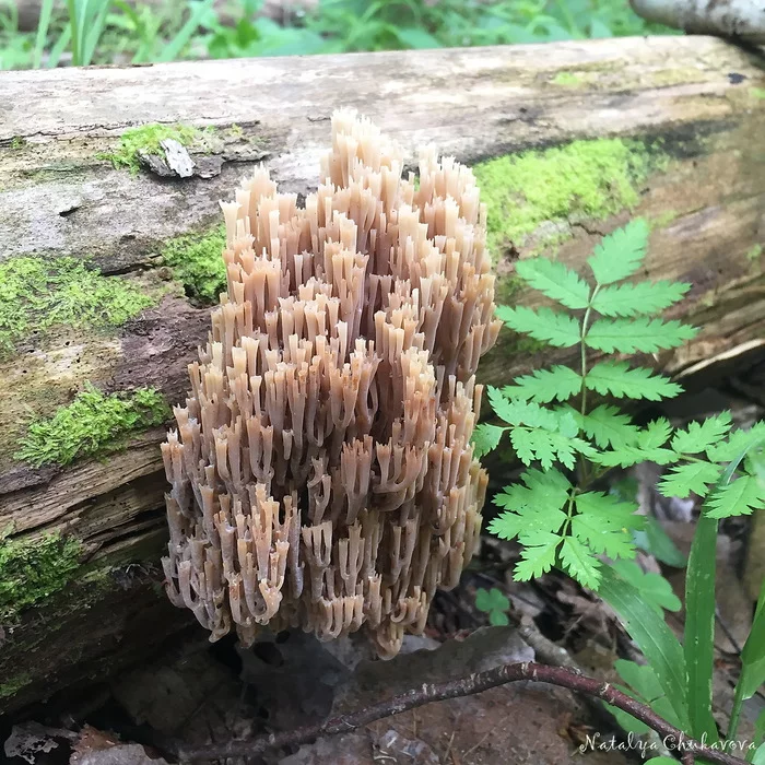 Клавикорона крыночковидная, Артомицес крыночковидныи (Artomyces pyxidatus) Грибы, Грибники, Длиннопост