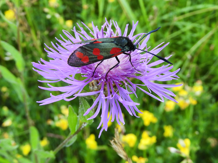 Пестрянка таволговая