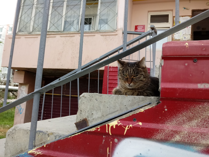 Домашний котик. В одном из дворов Якутска