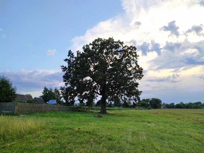 Quercus ... он же дуб