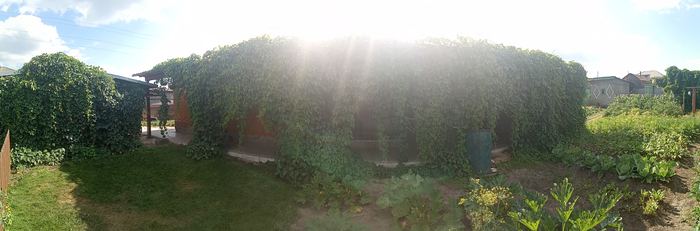 Дома зелено