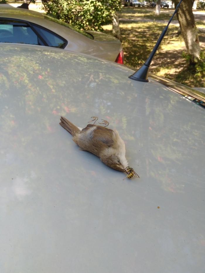 1595445858124894754 можно ли ловить лесных птиц