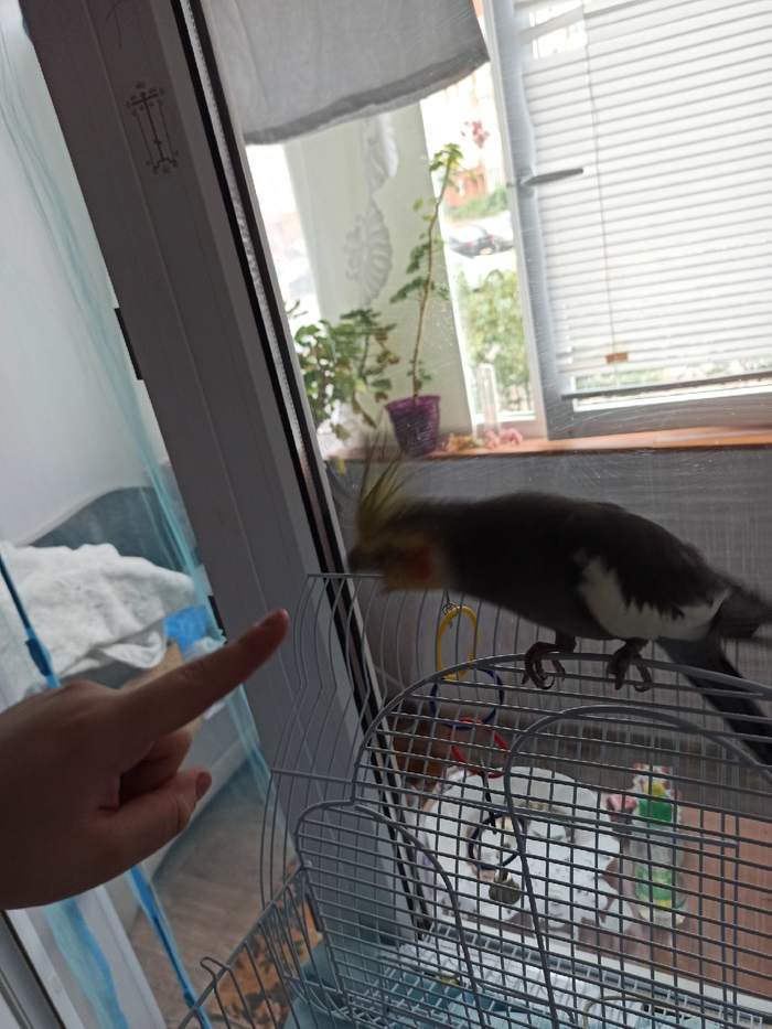 Характер или мой прокол? Попугай, Птицы, Что я делаю не так, Орнитология, Корелла, Животные, Длиннопост