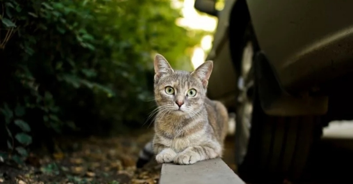 Кот на улице. Котик на улице. Уличный котенок. Серый кот на улице. Серый котенок на улице.