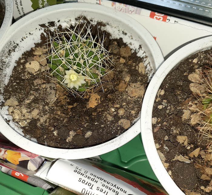 Долихотеле лонгителе