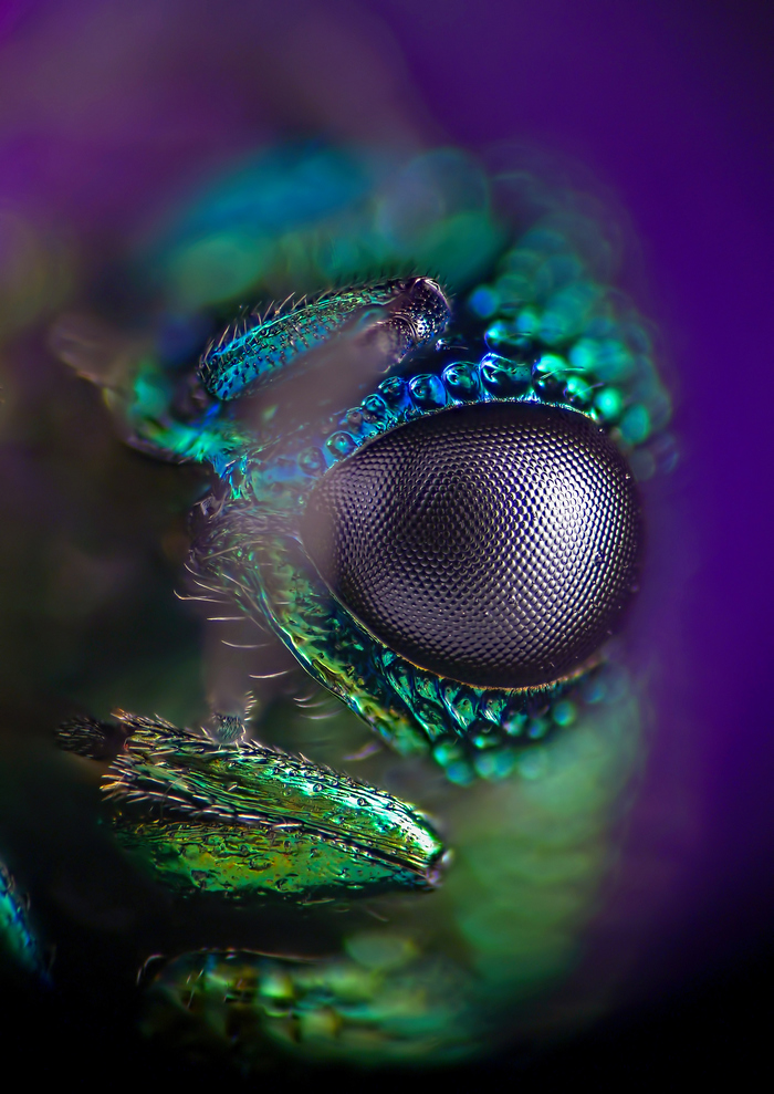 "ВИД" представляет...