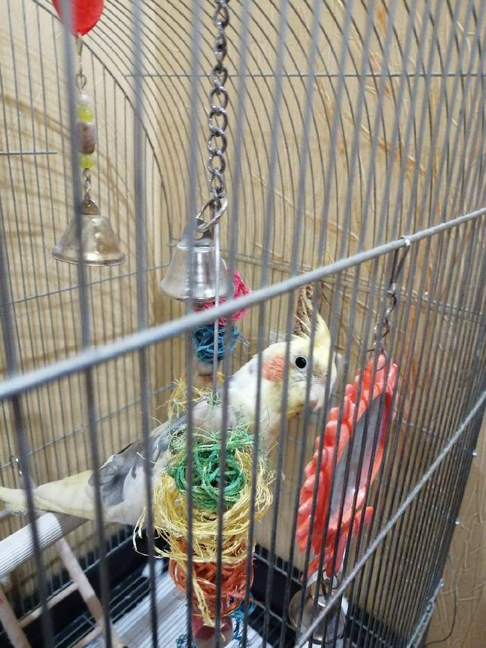 Прошу совета Попугай, Корелла, Нужен совет