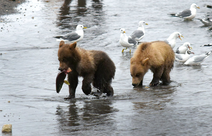 ������ ������ � ������ �������)