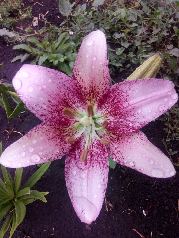 ����� ����� �����