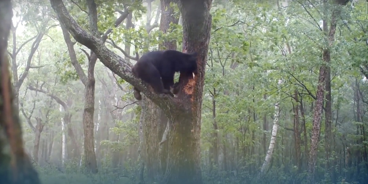 Украсть медведя. Гималайский медведь Приморье. Медведь на дереве. Медвежонок на дереве. Медведь залез на дерево.