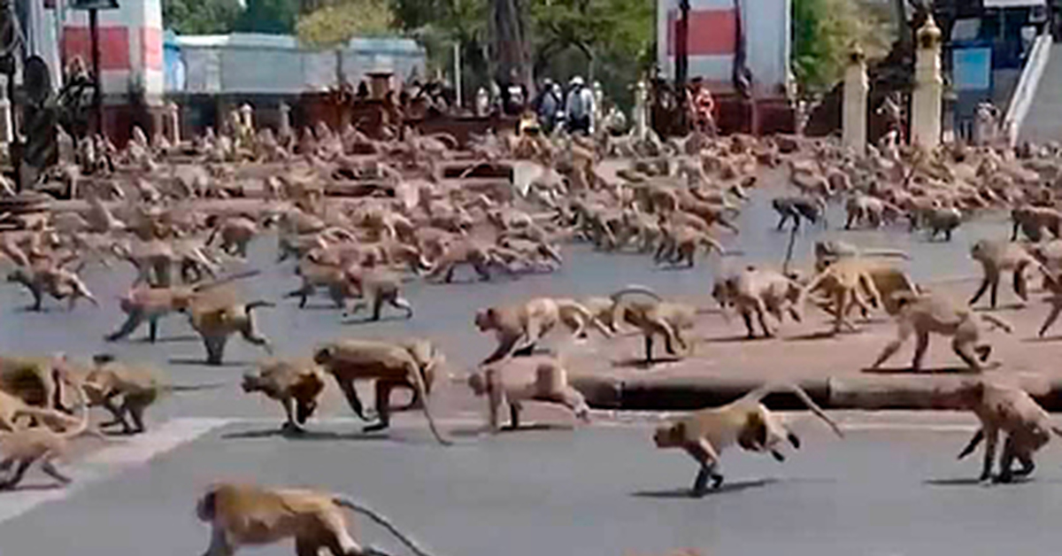 Нашествие обезьян. Лопбури Таиланд обезьяны. Нападение обезьян на людей.