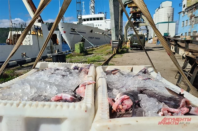 Рыбное место. Почему до наших столов не доплывают дешёвые треска и сёмга? Длиннопост, Текст, Статья, Репост, Аргументы и Факты, Рыба, Бюрократия Рыбное место. Почему до наших столов не доплывают дешёвые треска и сёмга? Длиннопост, Текст, Статья, Репост, Аргументы и Факты, Рыба, Бюрократия