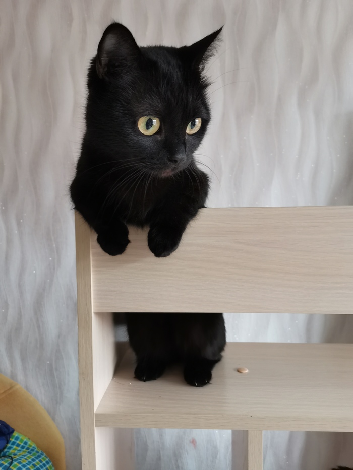суп с котом комбинация. 1596612552134239543. суп с котом комбинация фото. суп с котом комбинация-1596612552134239543. картинка суп с котом комбинация. картинка 1596612552134239543. Слушайте Russian Girls — Комбинация на Яндекс.Музыке