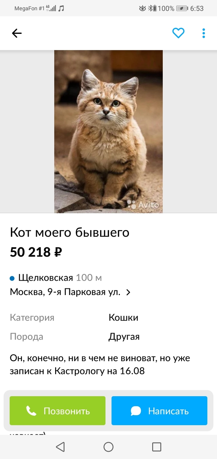 Продается кот