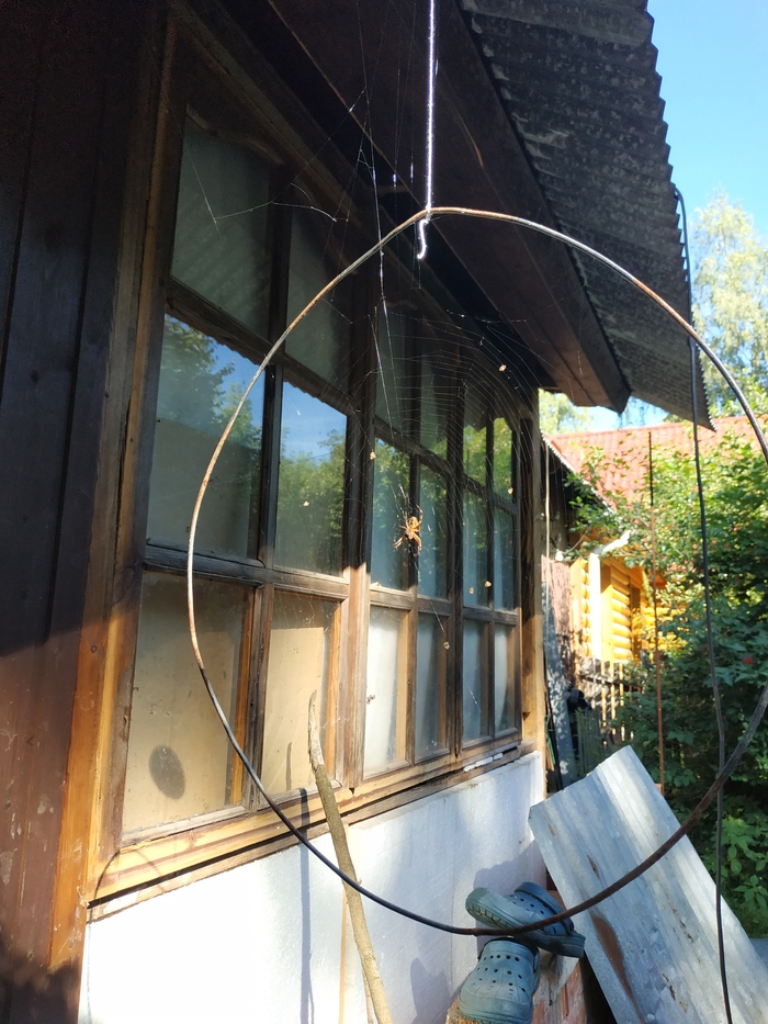 Jak zkrotit pavouka Pavouk, Pavoukovci, Dlouhý příspěvek