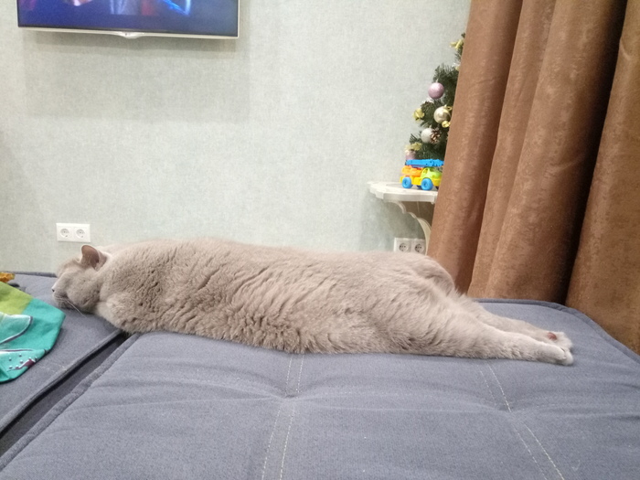 Всемирный день котеек