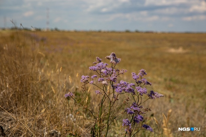 Как на Марсе: репортаж с озера Бурсоль — одного из самых красивых мест в Сибири, где по воде ходит чудо-поезд Сибирь, Алтай, Алтайский край, Степь, Озеро, Соль, Соленое озеро, Видео, Длиннопост, Позитив