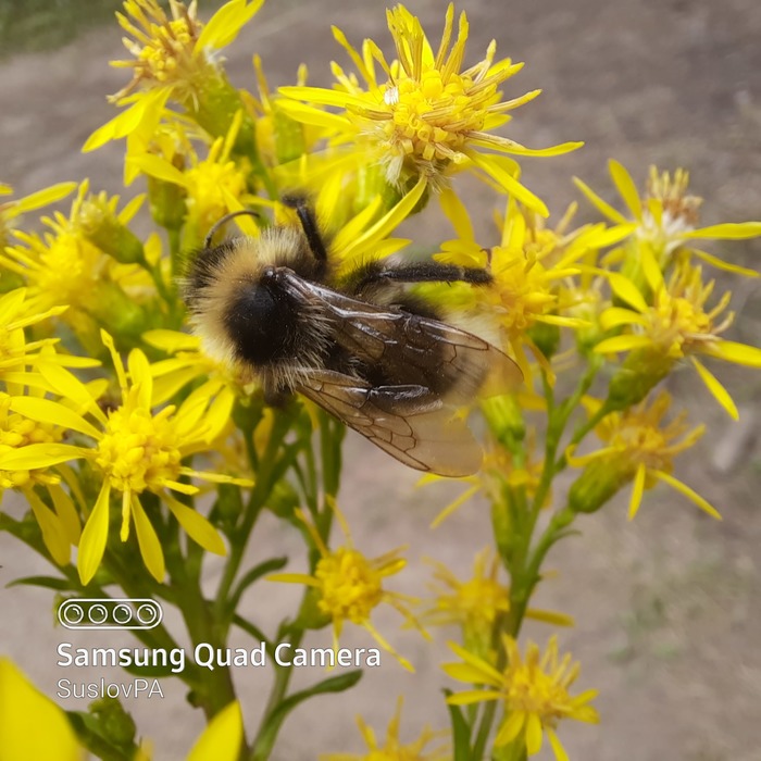 Шмель | Пикабу