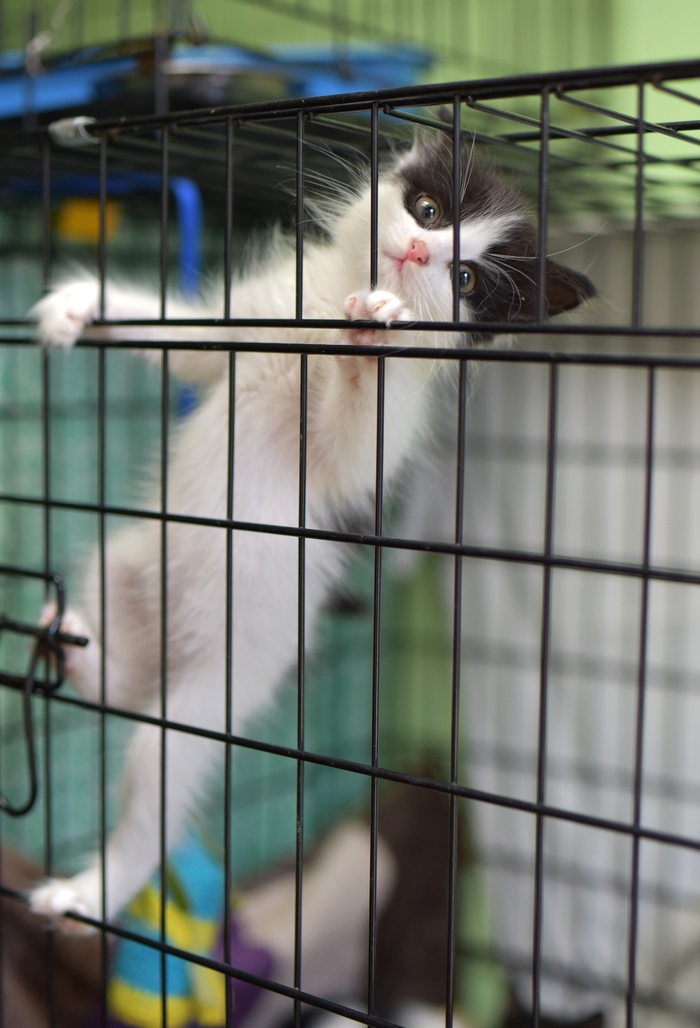 приют приозерск