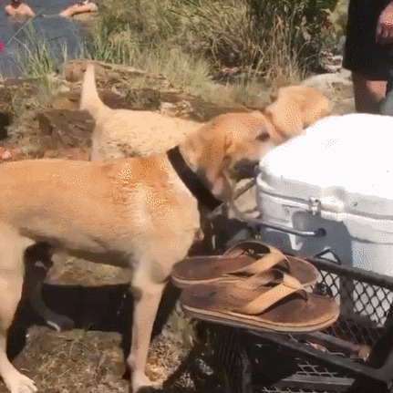 1597661771140020665 Как отправить жену в магазин