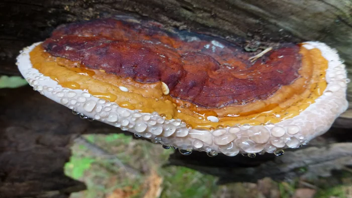 Что это за штука - 104 Перевел сам, Reddit, WhatIsThisThing, Видео, Длиннопост Что это за штука - 104 Перевел сам, Reddit, WhatIsThisThing, Видео, Длиннопост