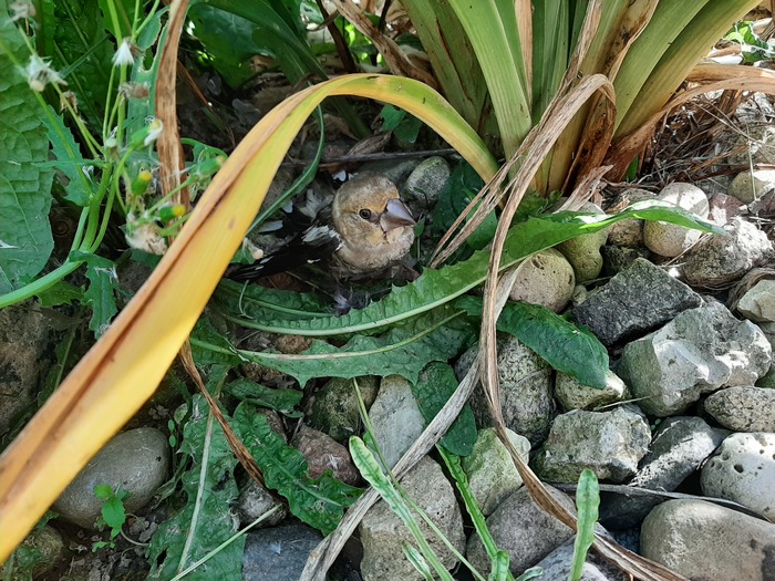 Кошка притащила птичку, но я такую впервые вижу. Крупнее воробья. Что за птах?