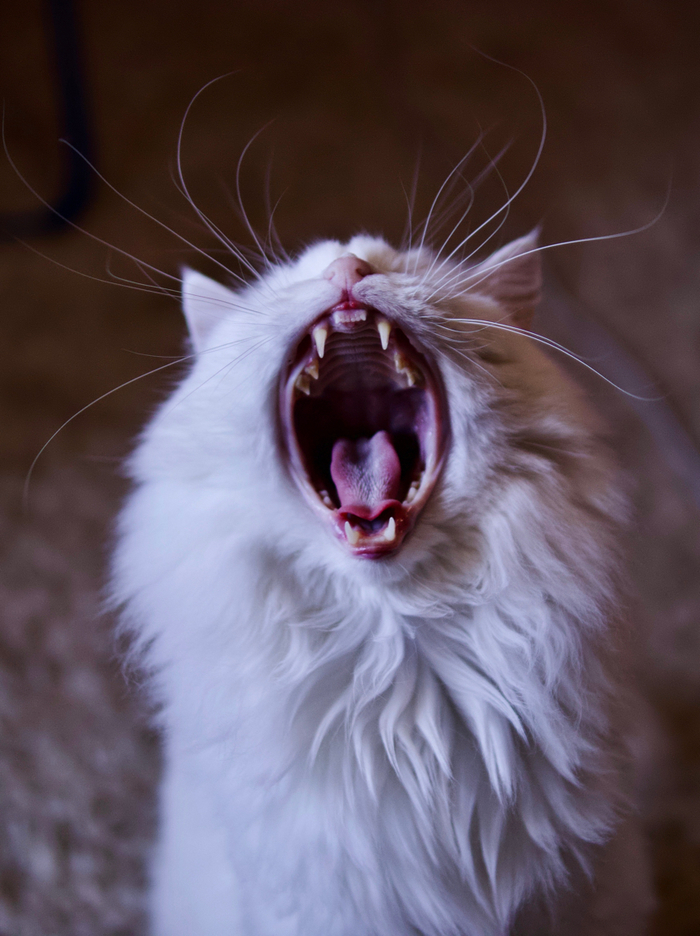 ������ ������