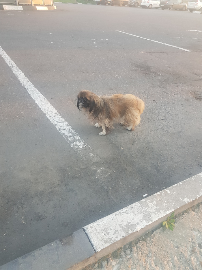 Найдена собака. Без рейтинга