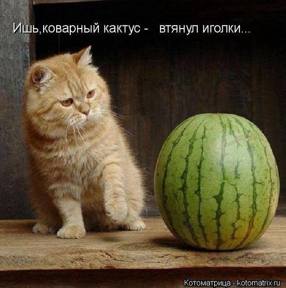 как перестать быть параноиком в отношениях. Смотреть фото как перестать быть параноиком в отношениях. Смотреть картинку как перестать быть параноиком в отношениях. Картинка про как перестать быть параноиком в отношениях. Фото как перестать быть параноиком в отношениях