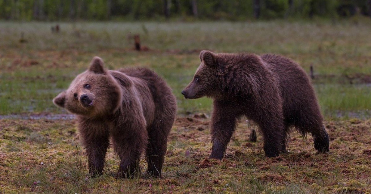 Группа бурого медведя. Бурый Медвежонок. Бурый Медвежонок подросток. Бурый медведь подросток. Бурый медведь Амурская область.