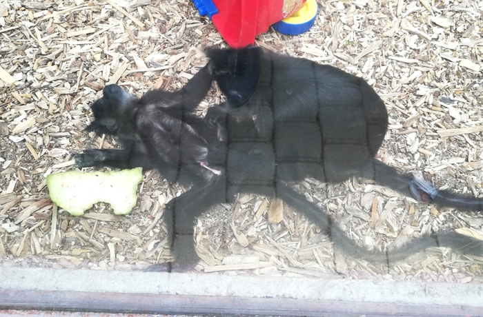 Смотри, какая пися!