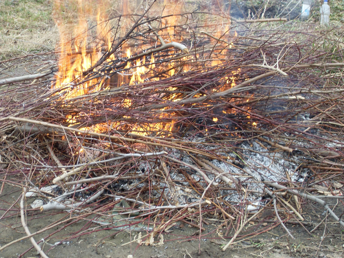 Негативный опыт: 5 лет псу под хвост