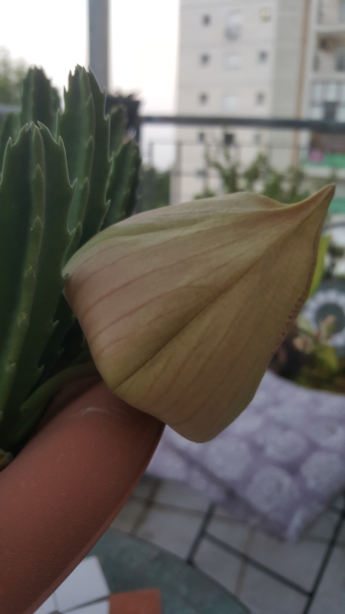      Stapelia Gigantea , , , , ,  , , 