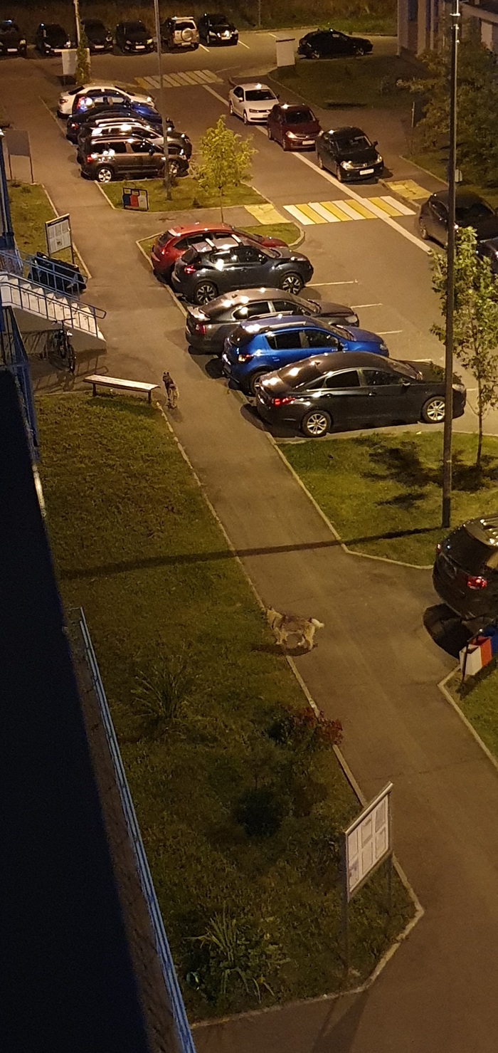 Бегают две хаски. МО, Деревня брехово, микрорайон митино дальнее, может потеряшки