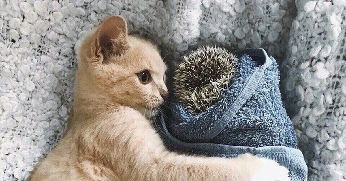 Смешное четверостишье про ёжика. Ну и что что колючий. Ну и что что колючий. Колючий кот. Анекдот про ежа и кактус.