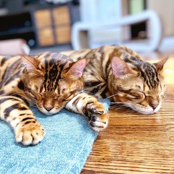 Набегались