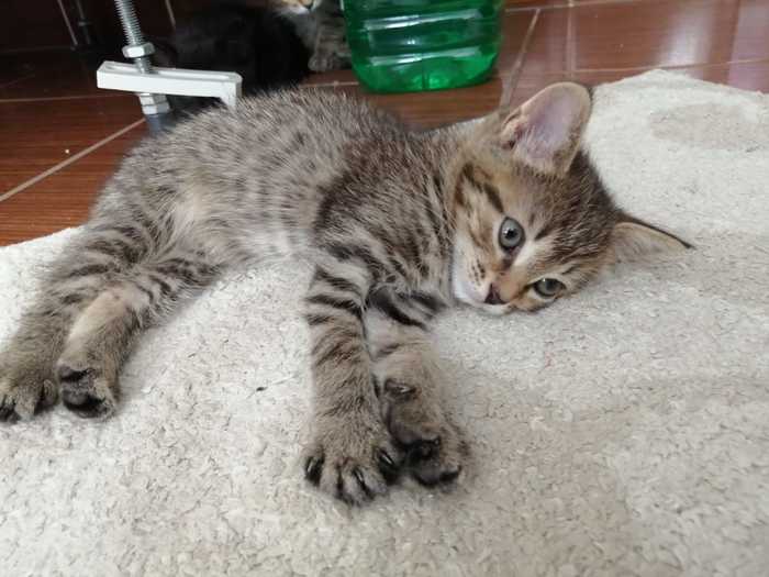 Отдадим котят в добрые руки
