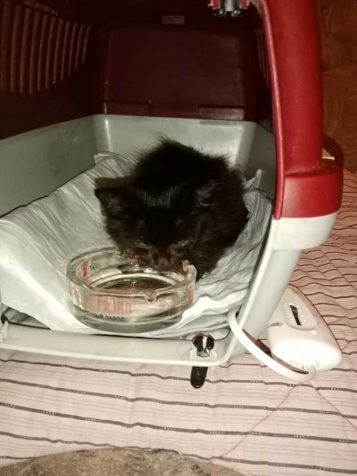 Звук умирающих котят. Котенок может задохнуться в переноске
