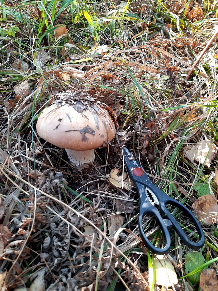 Тихая охота