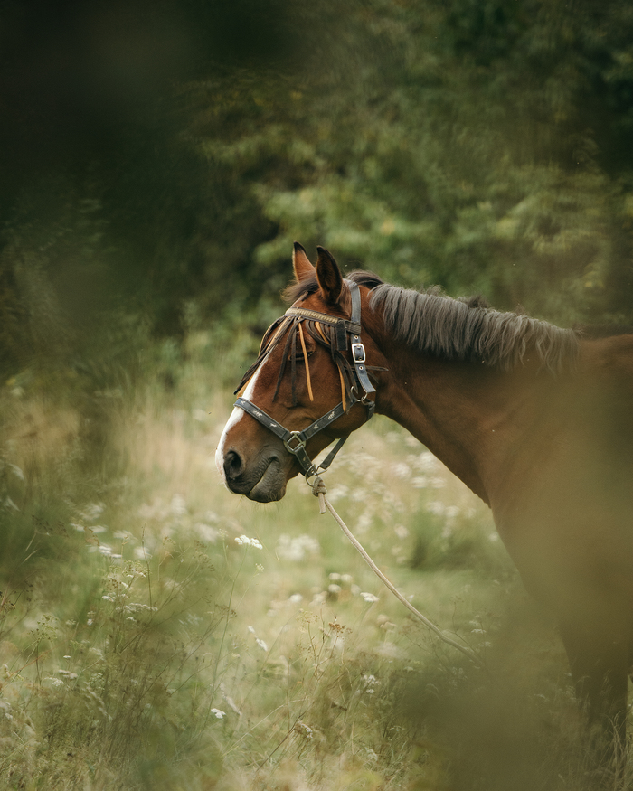 Стильная лошадка
