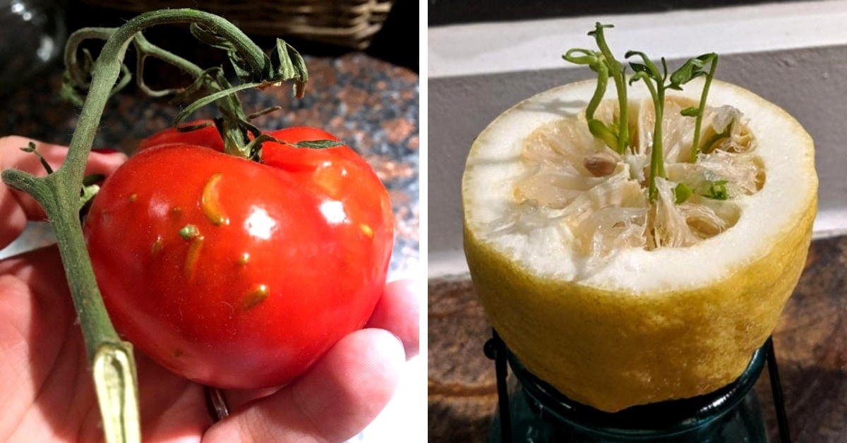 Не проклевываются семена томатов. Проросший помидор. Помидор с проросшими семенами. Помидоры с проросшими семенами внутри. Семена проросли внутри помидора.