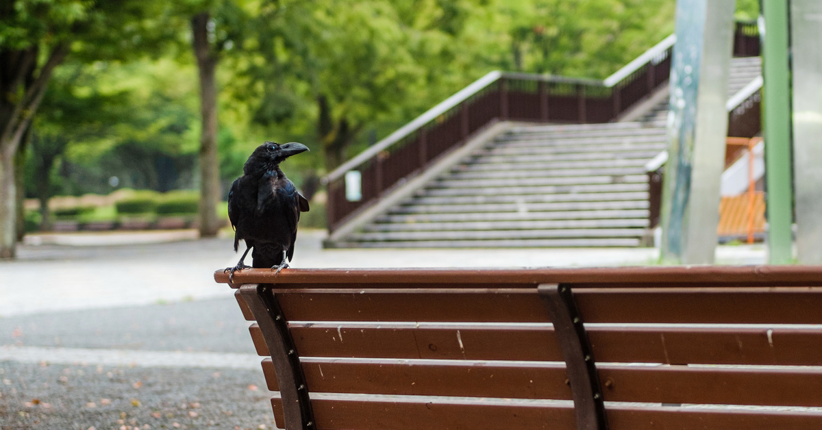 вороны. ворона перелетная птица или нет. загадка про ворону. ворона с очками. ворона с названием.