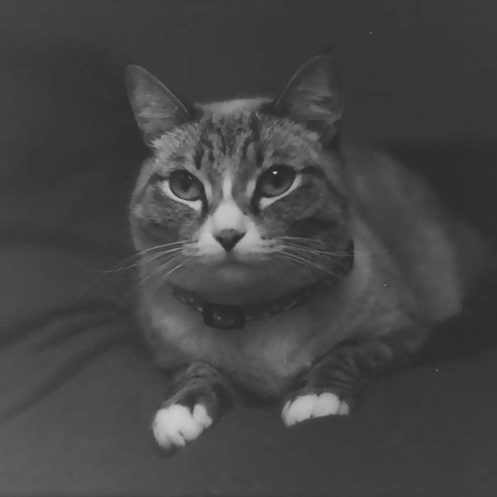 Верный товарищ