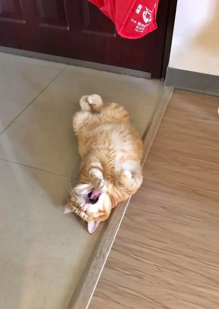 Выглядишь уставшей. Толстый рыжий кот Сян. Спящий кот Манчкин. Самые ленивые коты породы. Тайваньский кот.