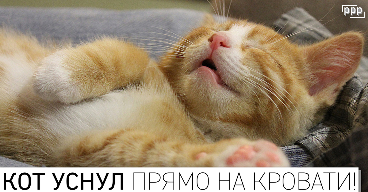 бессонница. плохой сон. беспокойный сон. спит в смешной позе. спящий человек с котом.