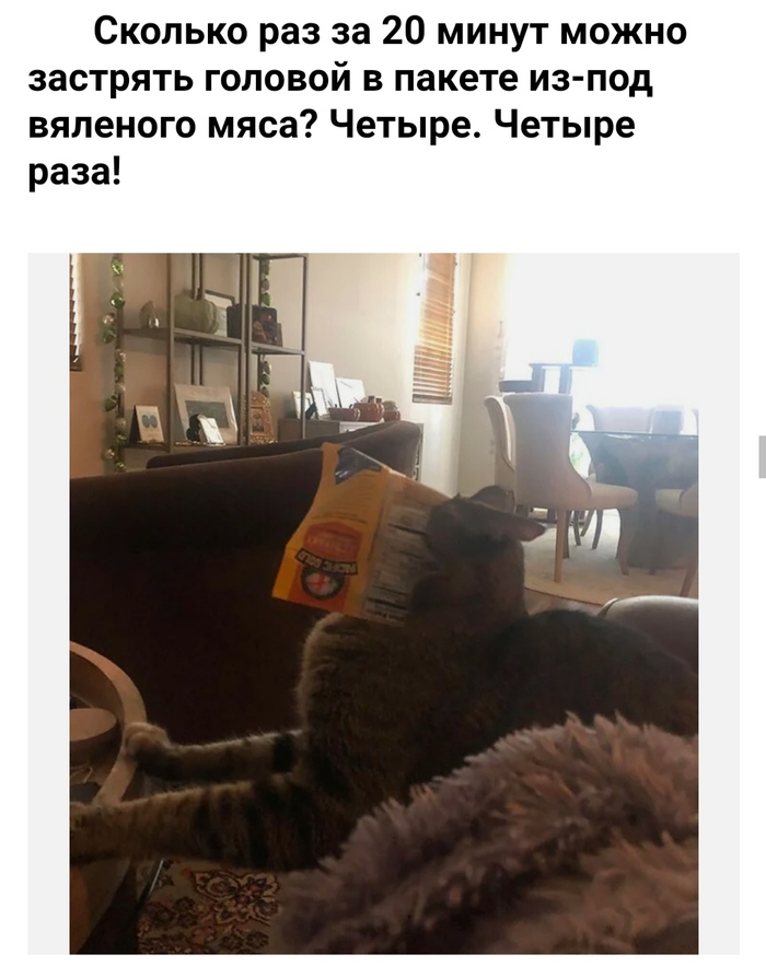 Сова в городе что делать. Смотреть фото Сова в городе что делать. Смотреть картинку Сова в городе что делать. Картинка про Сова в городе что делать. Фото Сова в городе что делать