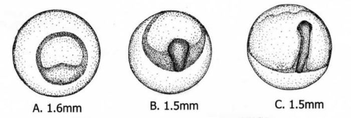 ÓÄÈËÜÙÈÊÈ (Lophiiformes). ×àñòü I Áèîëîãèÿ, Ðûáà, Ðûáà-Óäèëüùèê, Èíòåðåñíîå, Ëèãà áèîëîãîâ, Âèäåî, Äëèííîïîñò