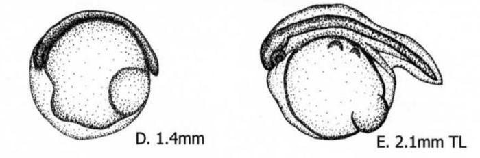 ÓÄÈËÜÙÈÊÈ (Lophiiformes). ×àñòü I Áèîëîãèÿ, Ðûáà, Ðûáà-Óäèëüùèê, Èíòåðåñíîå, Ëèãà áèîëîãîâ, Âèäåî, Äëèííîïîñò